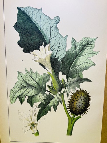 Antik poster blume nature - antik,