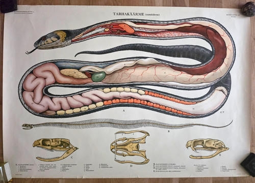 Kunstplakat poster anatomie - poster,