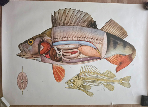 Kunstplakat poster anatomie - kunstplakat,